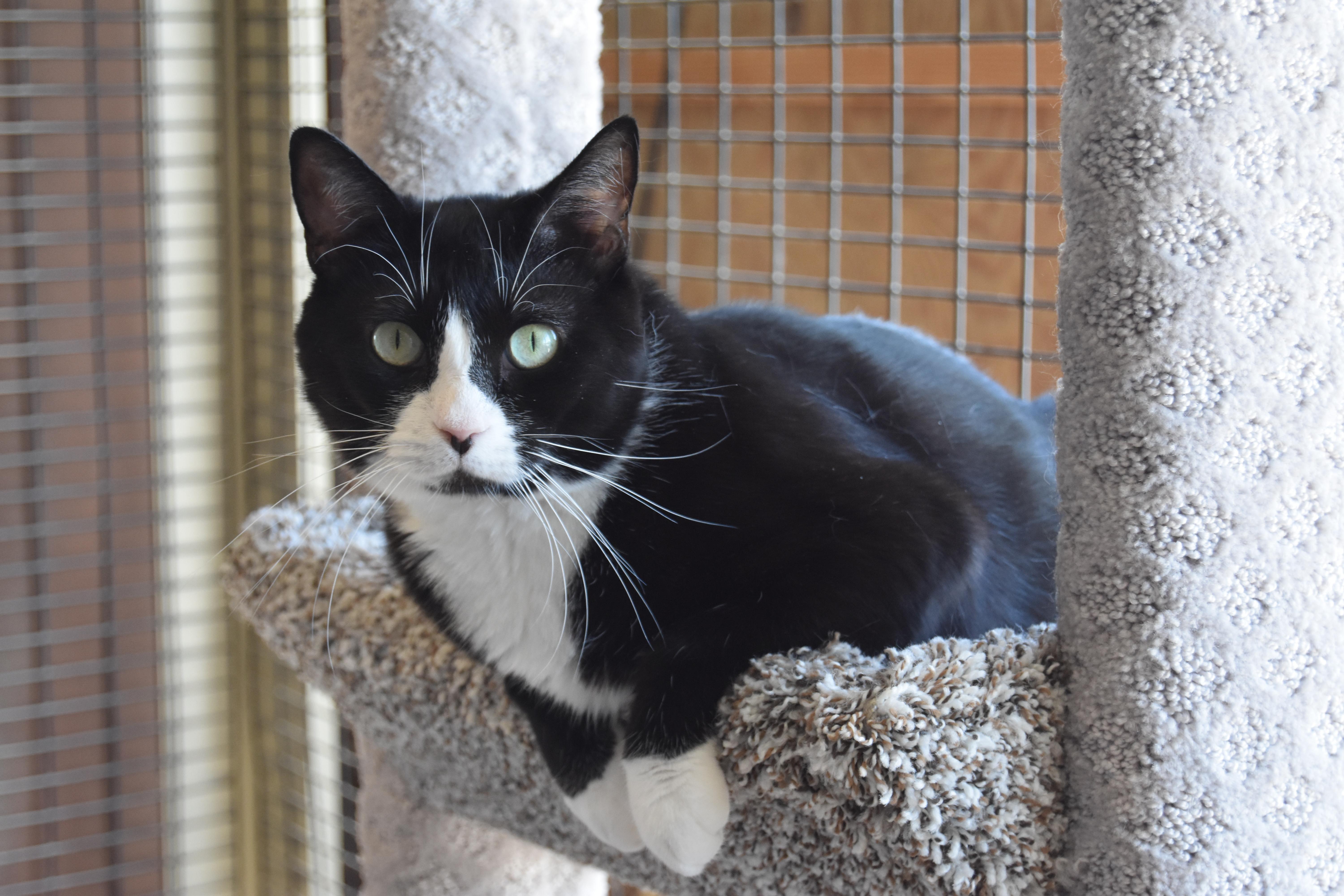 Mama Gretchen, Gryffin & Gidget, a Adoptable mixed breed in Redwood City, CA image 1/6