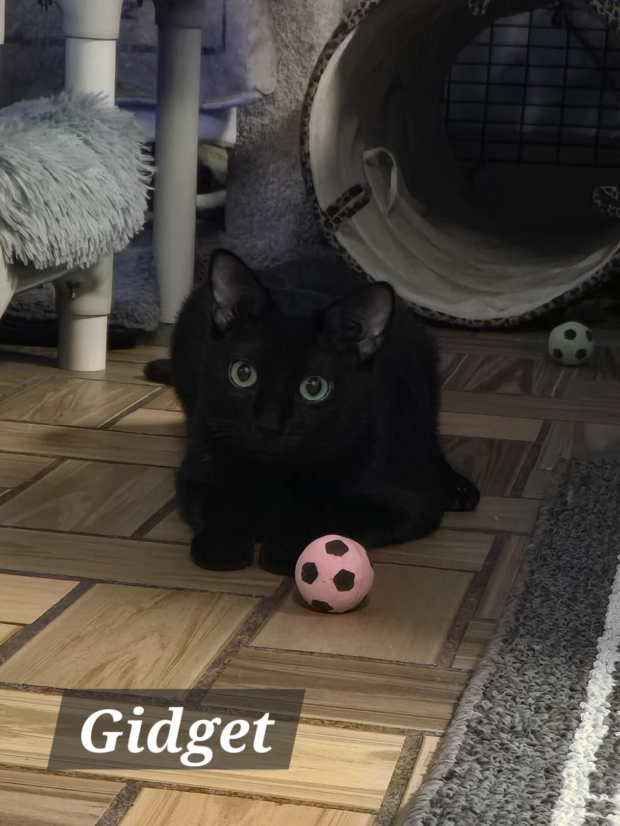 Mama Gretchen, Griffin & Gidget, a Adoptable mixed breed in Redwood City, CA image 3/6