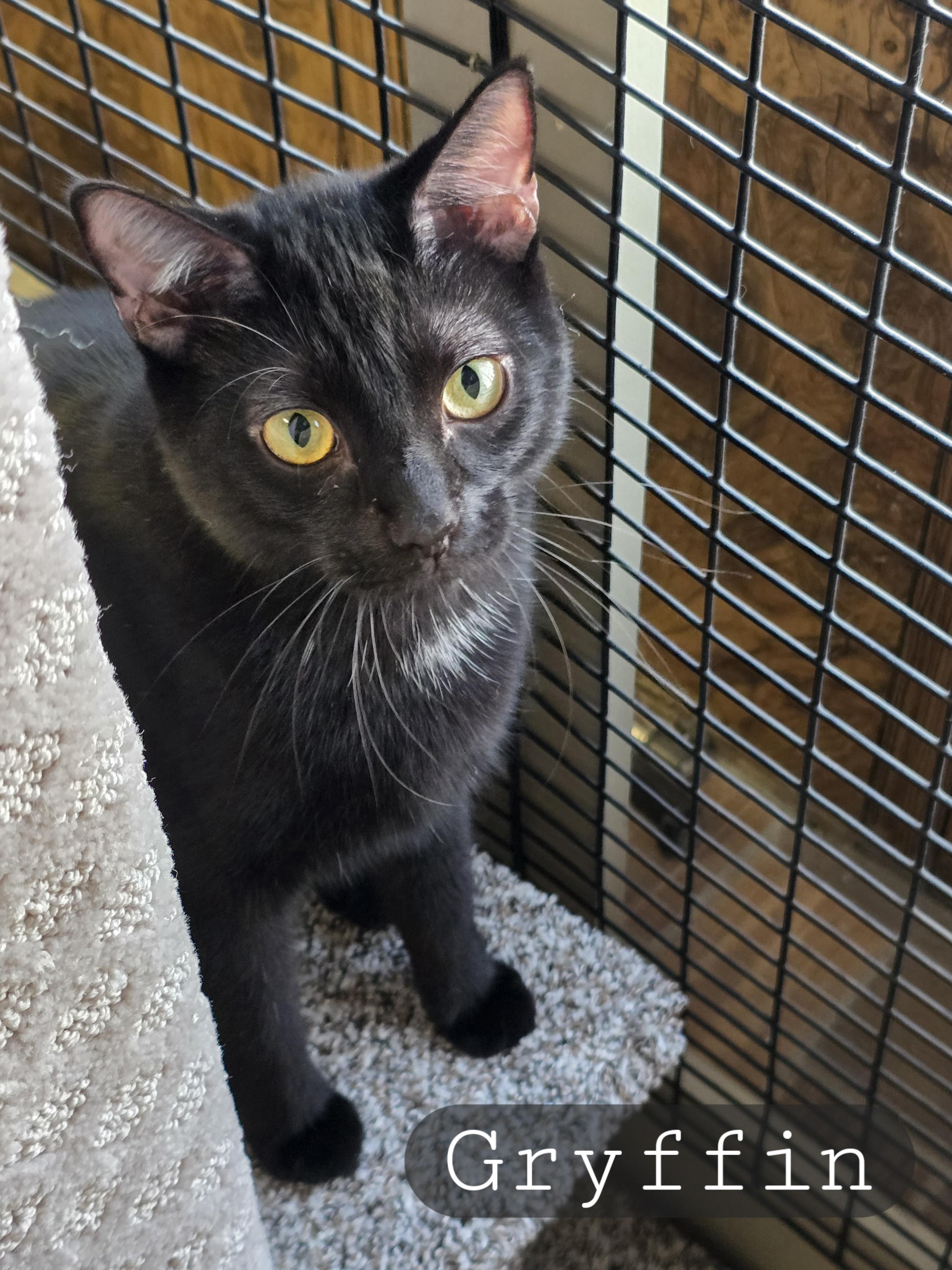 Mama Gretchen, Griffin & Gidget, a Adoptable mixed breed in Redwood City, CA image 5/6
