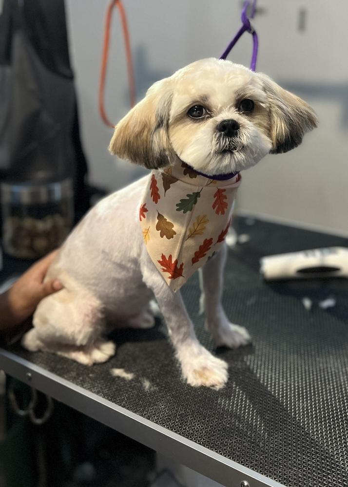 Snuggles, Adoptable, Young Male Shih Tzu.