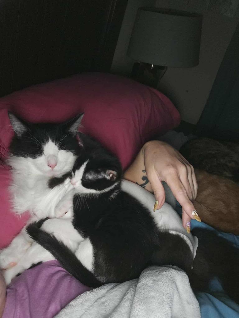 Banshee, Adoptable, Kitten Female Domestic Short Hair.