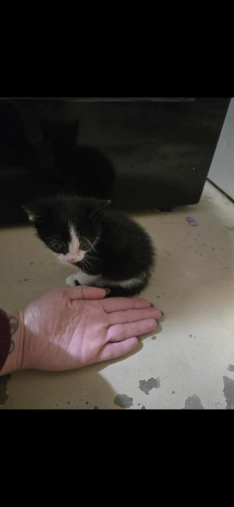 Enlarge Banshee, a Adoptable mixed breed in Ada, OK image 1/1