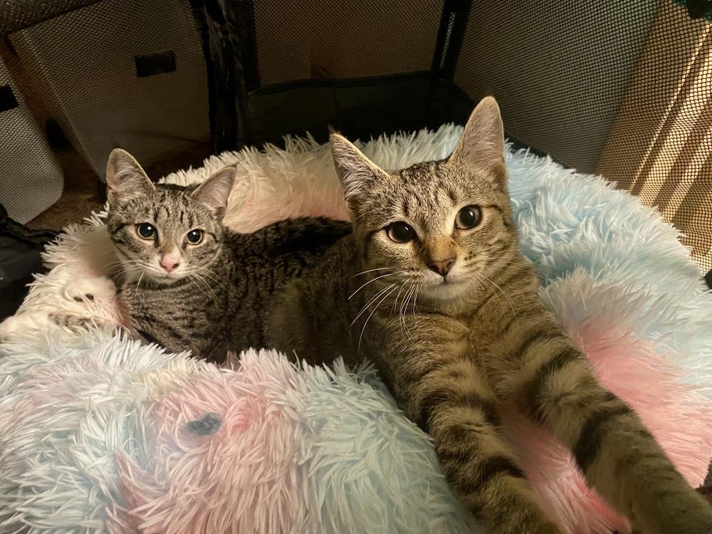 Ruby, Adoptable, Kitten Female Domestic Short Hair.