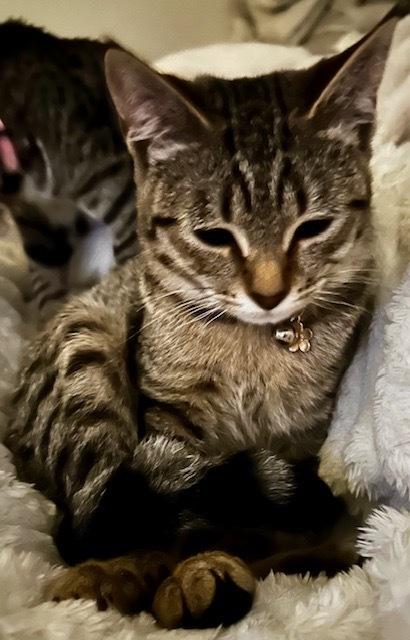 Enlarge Ruby, a Adoptable mixed breed in Bellingham, WA image 2/6