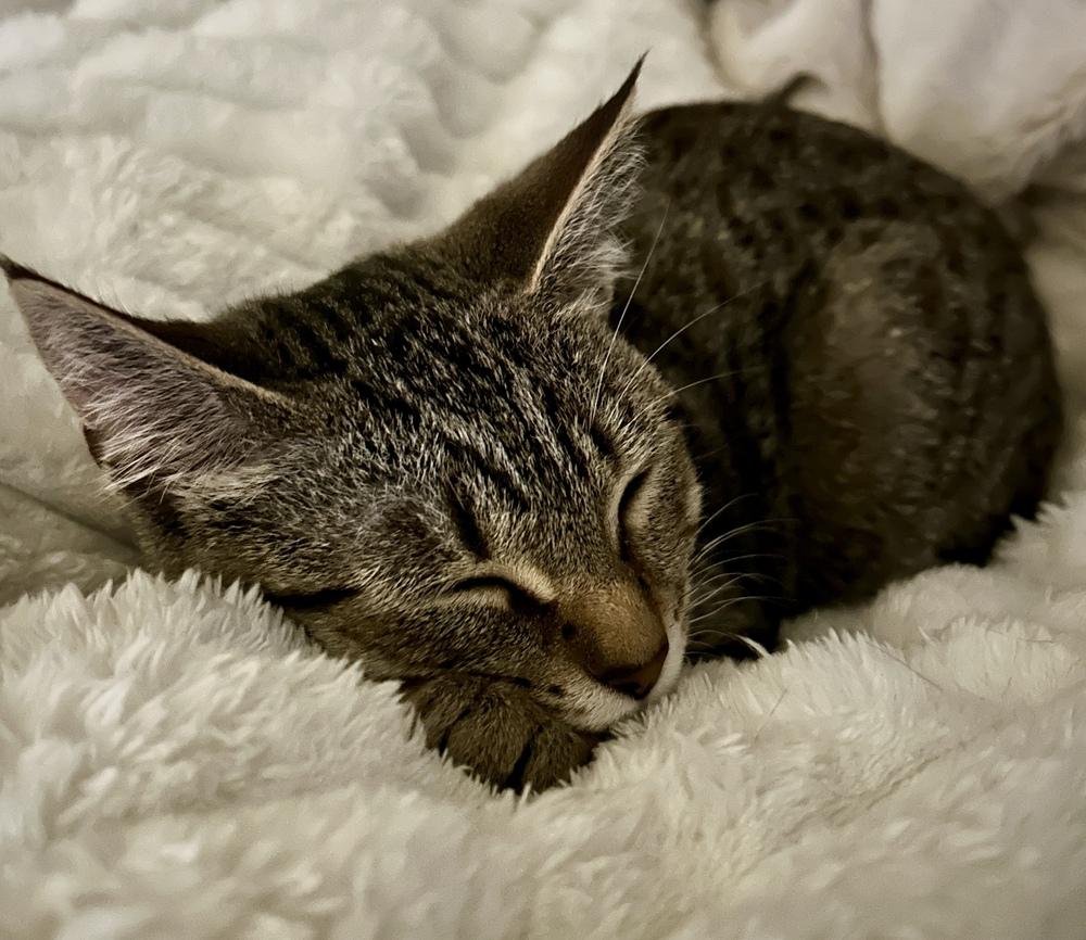 Ruby, a Adoptable mixed breed in Bellingham, WA image 2/6