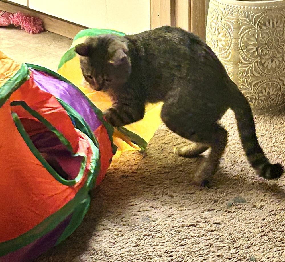 Enlarge Ruby, a Adoptable mixed breed in Bellingham, WA image 4/6