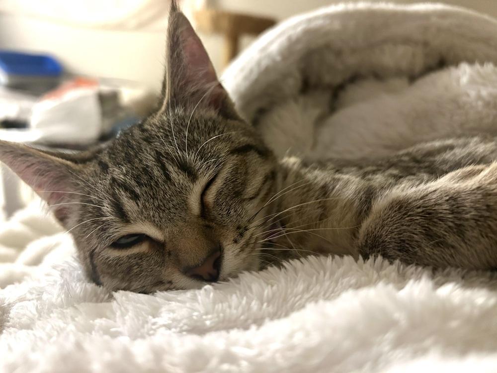 Ruby, a Adoptable mixed breed in Bellingham, WA image 4/6