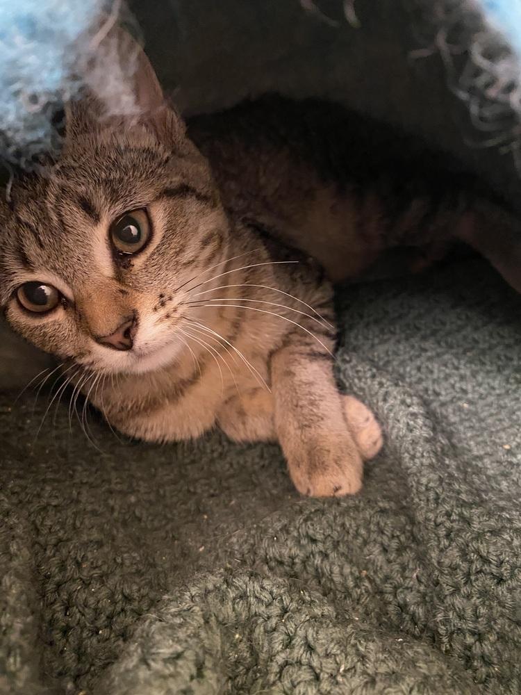 Ruby, a Adoptable mixed breed in Bellingham, WA image 6/6