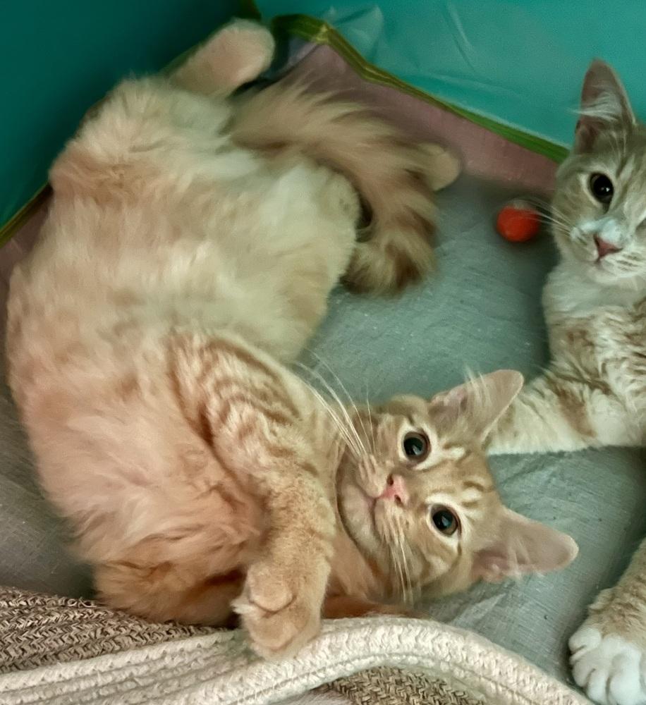 Enlarge Sherbert, a Adoptable Domestic Medium Hair in Ronkonkoma, NY image 1/5