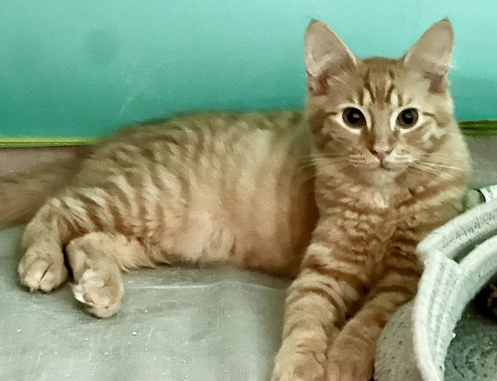 Enlarge Sherbert, a Adoptable Domestic Medium Hair in Ronkonkoma, NY image 2/5