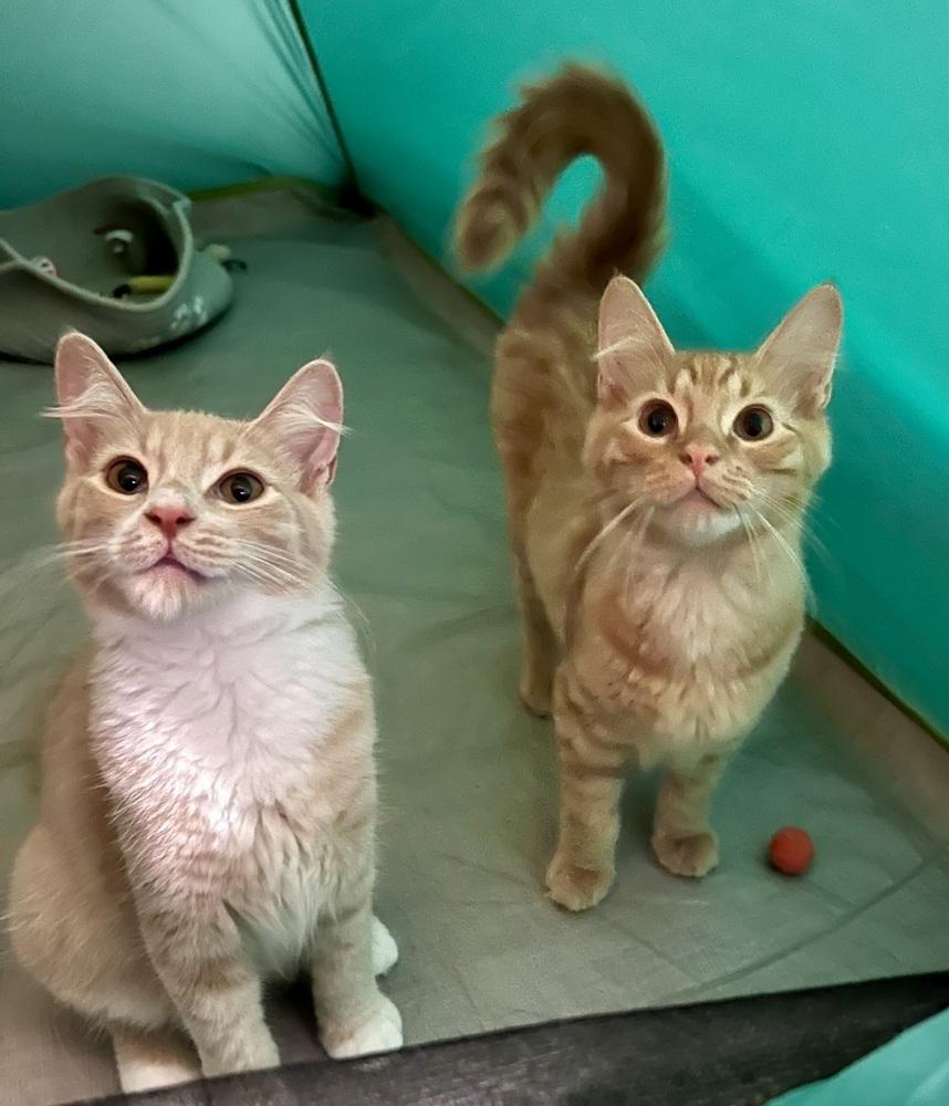 Enlarge Sherbert, a Adoptable Domestic Medium Hair in Ronkonkoma, NY image 3/5