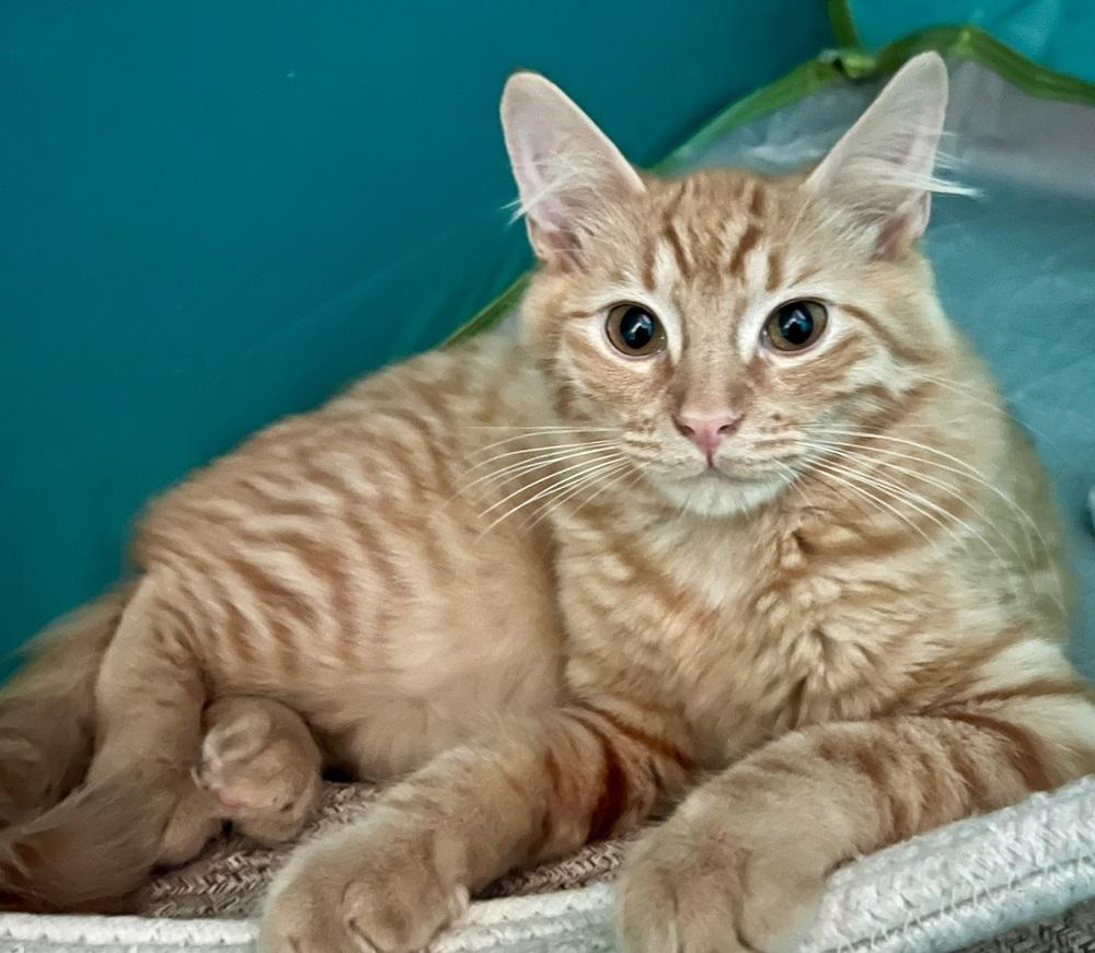 Enlarge Sherbert, a Adoptable Domestic Medium Hair in Ronkonkoma, NY image 4/5