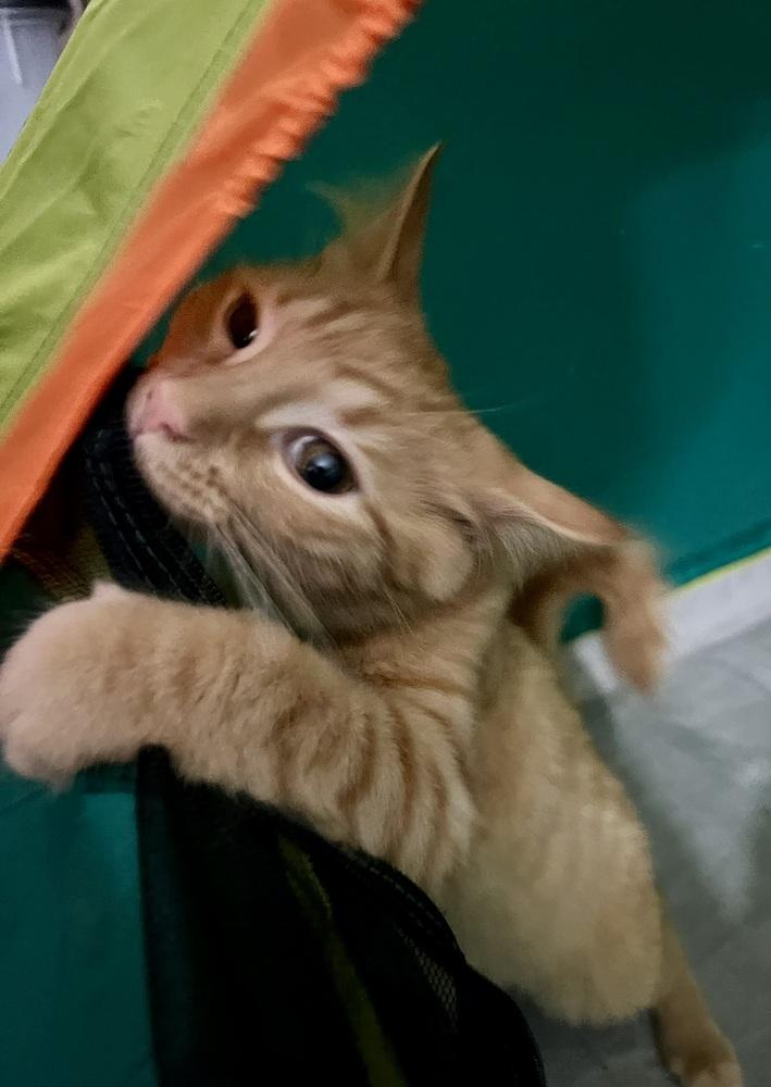 Enlarge Sherbert, a Adoptable Domestic Medium Hair in Ronkonkoma, NY image 5/5