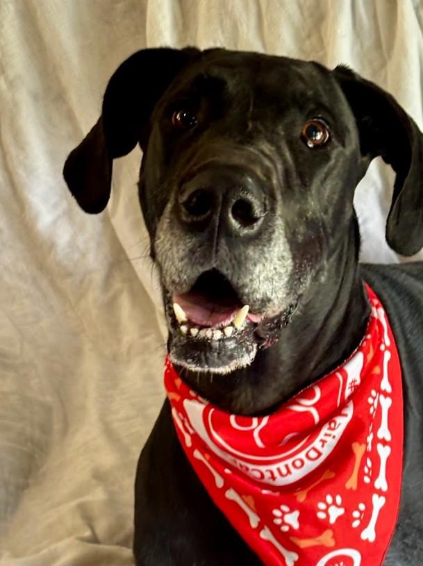 Walker, a ADOPTABLE Great Dane in Joppa, AL image 4/5