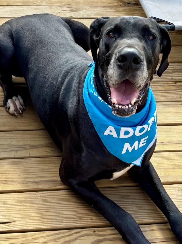 Walker, ADOPTABLE, Adult Male Great Dane.