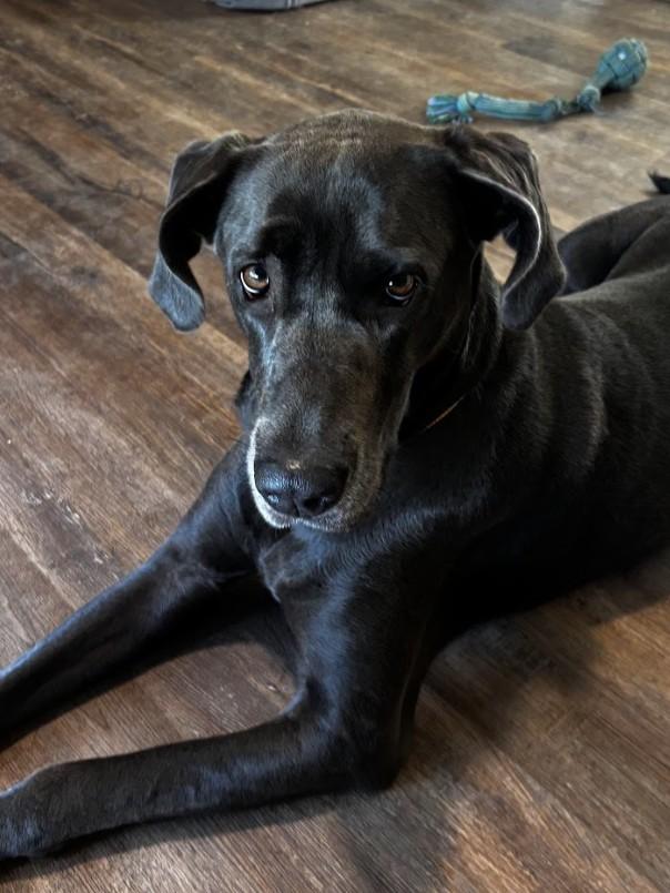 Walker, a ADOPTABLE Great Dane in Joppa, AL image 2/5