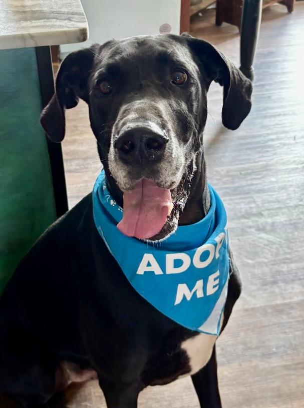 Walker, a ADOPTABLE Great Dane in Joppa, AL image 3/5