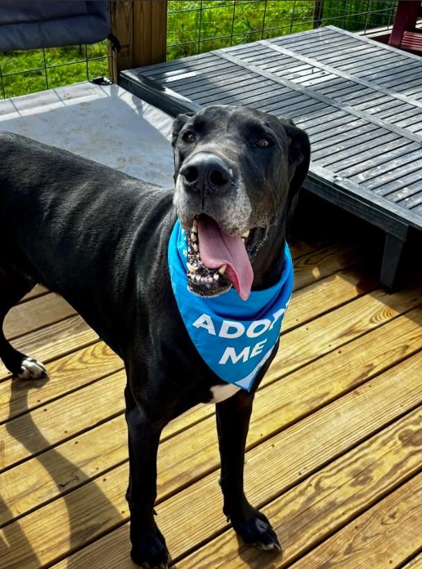 Walker, a ADOPTABLE Great Dane in Joppa, AL image 5/5