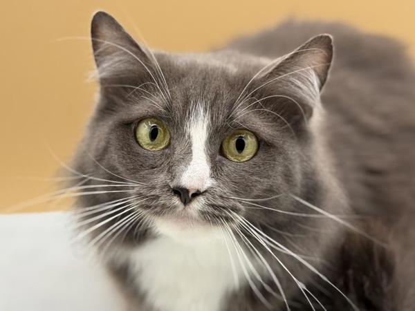Enlarge Shejo, a Adoptable mixed breed in Portland, OR image 1/1