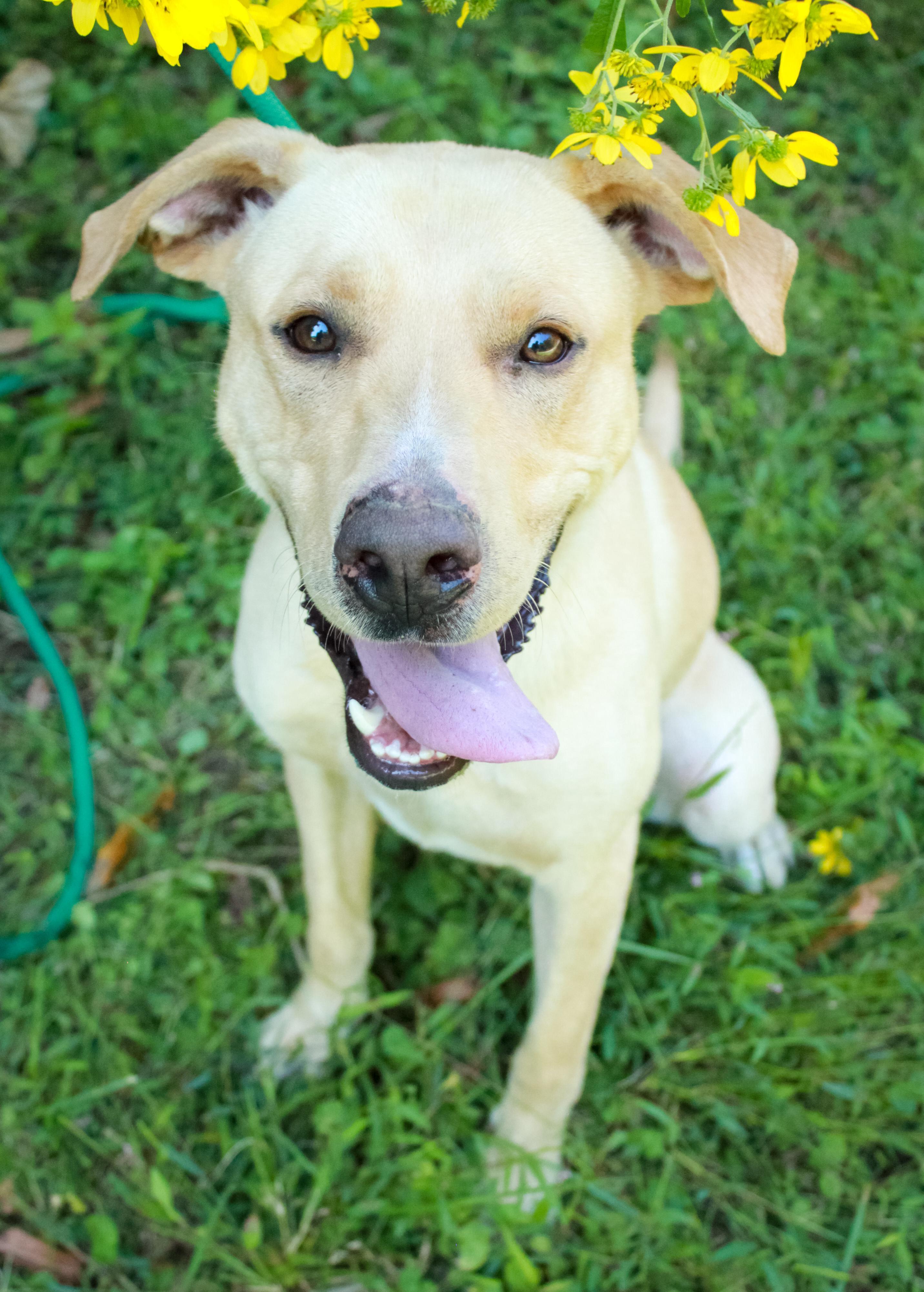 Enlarge Cooper, a Adoptable mixed breed in Ona, WV image 1/1