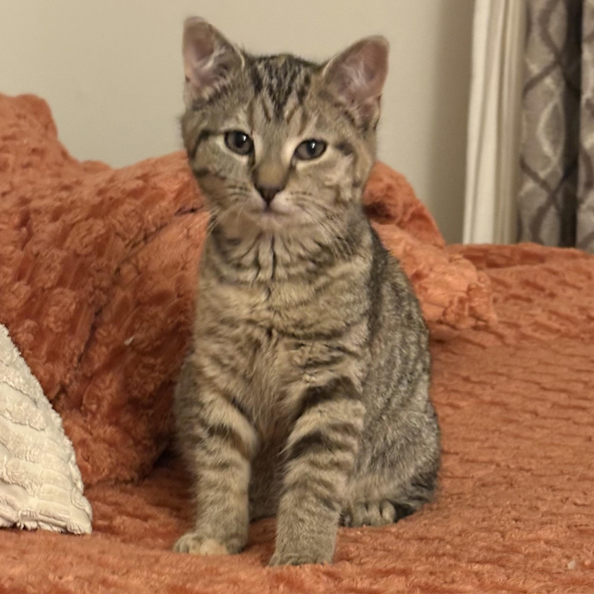 Enlarge Mavis, an adopted Domestic Short Hair in Maplewood, NJ image 4/5