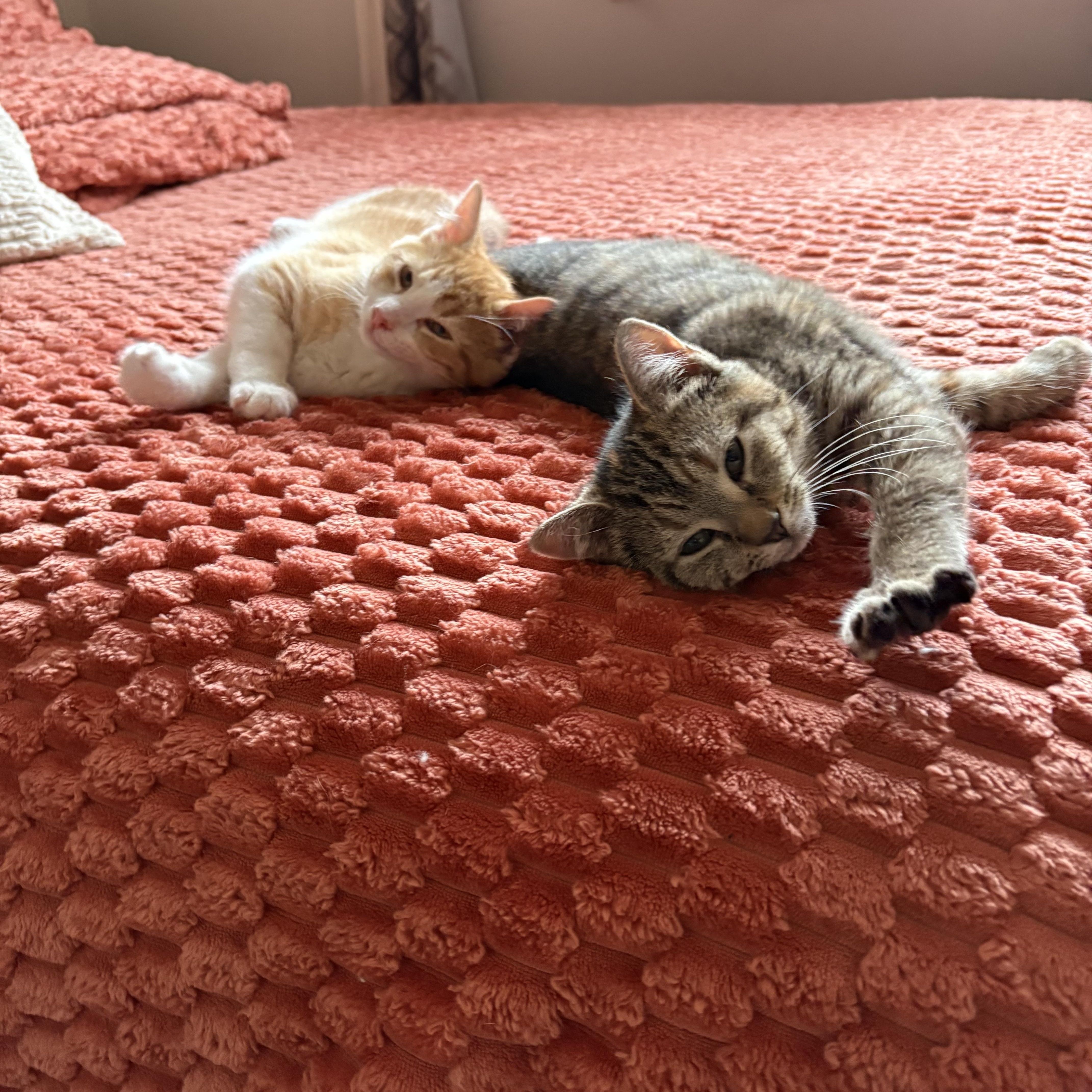 Enlarge Mavis, an adopted Domestic Short Hair in Maplewood, NJ image 5/5