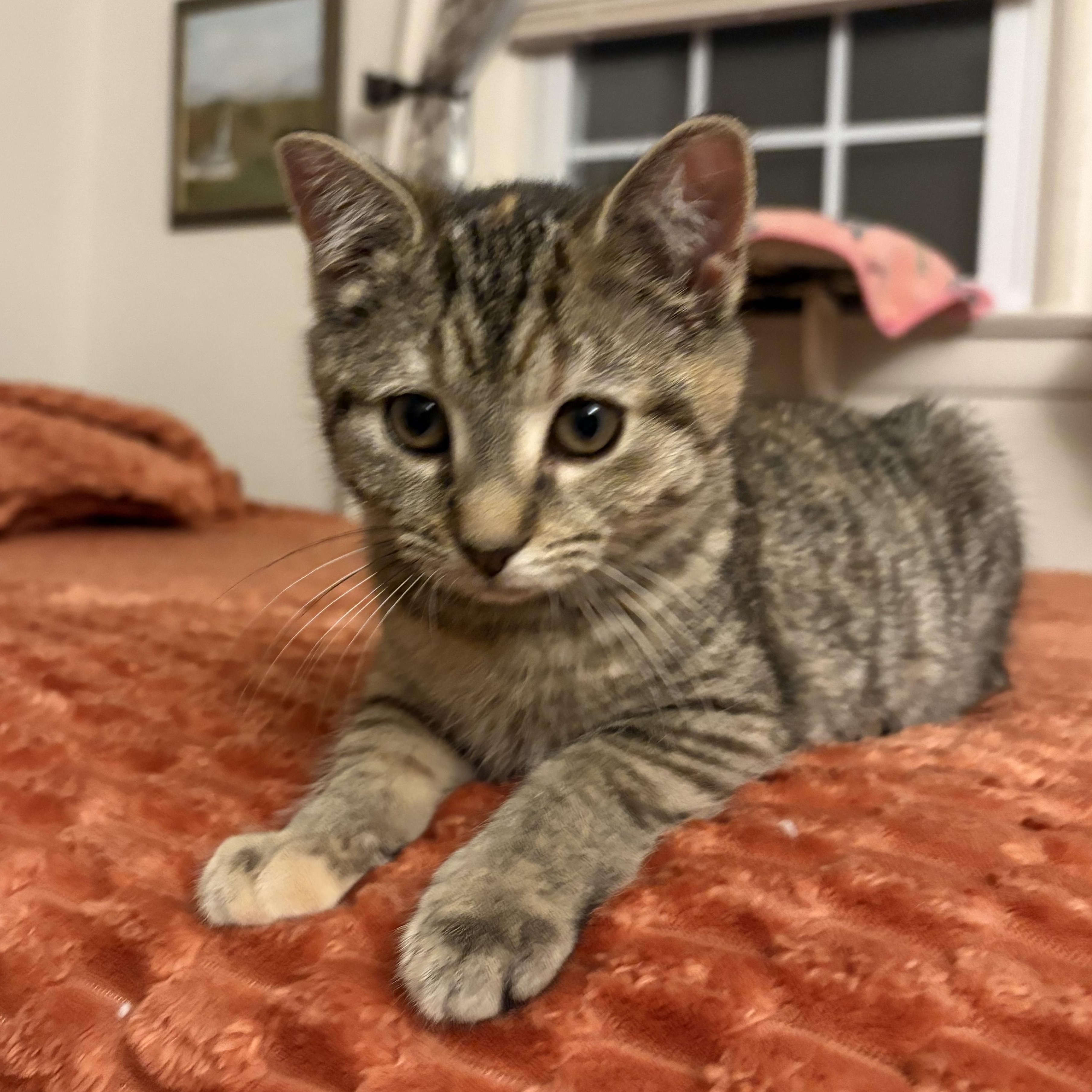 Enlarge Mavis, an adopted Domestic Short Hair in Maplewood, NJ image 1/5