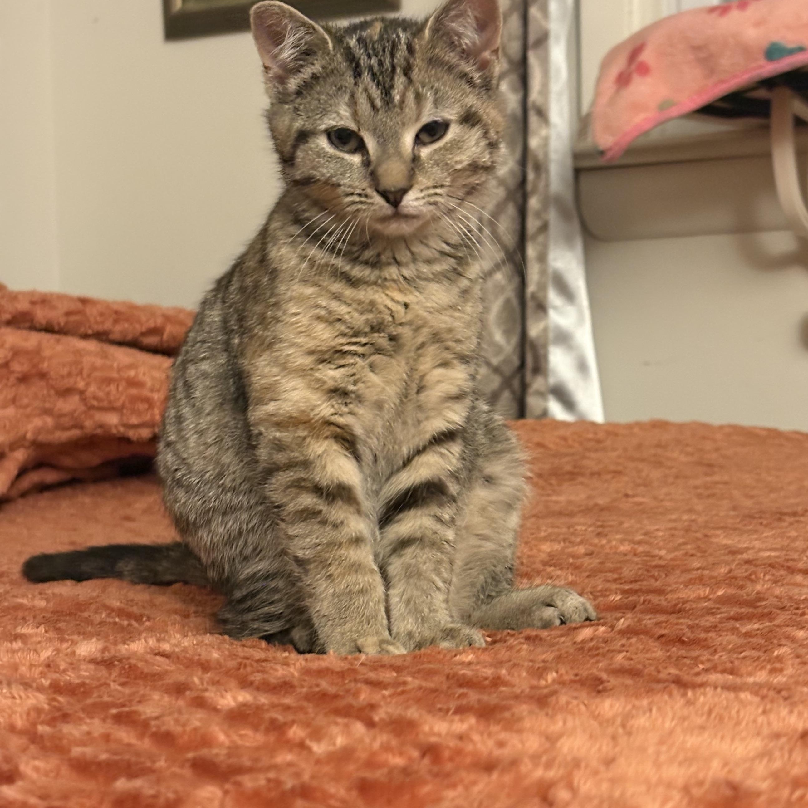 Enlarge Mavis, an adopted Domestic Short Hair in Maplewood, NJ image 2/5