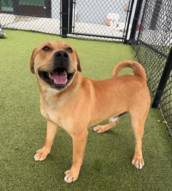 Duke, Adoptable, Adult Male Labrador Retriever.