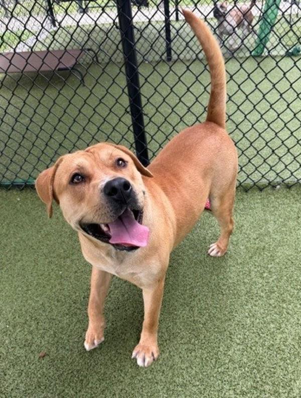 Enlarge Duke, a Adoptable mixed breed in Lafayette, LA image 2/4