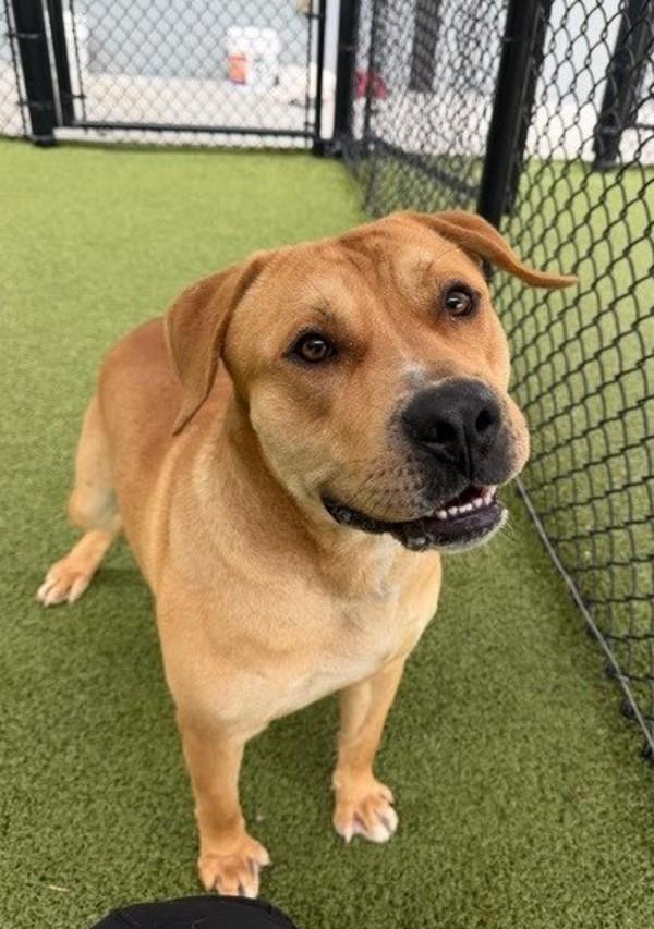 Enlarge Duke, a Adoptable mixed breed in Lafayette, LA image 3/4