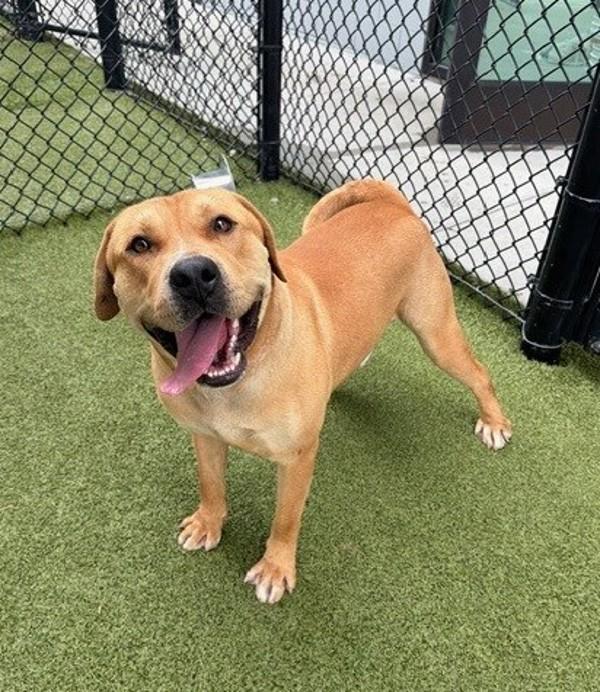 Enlarge Duke, a Adoptable mixed breed in Lafayette, LA image 4/4