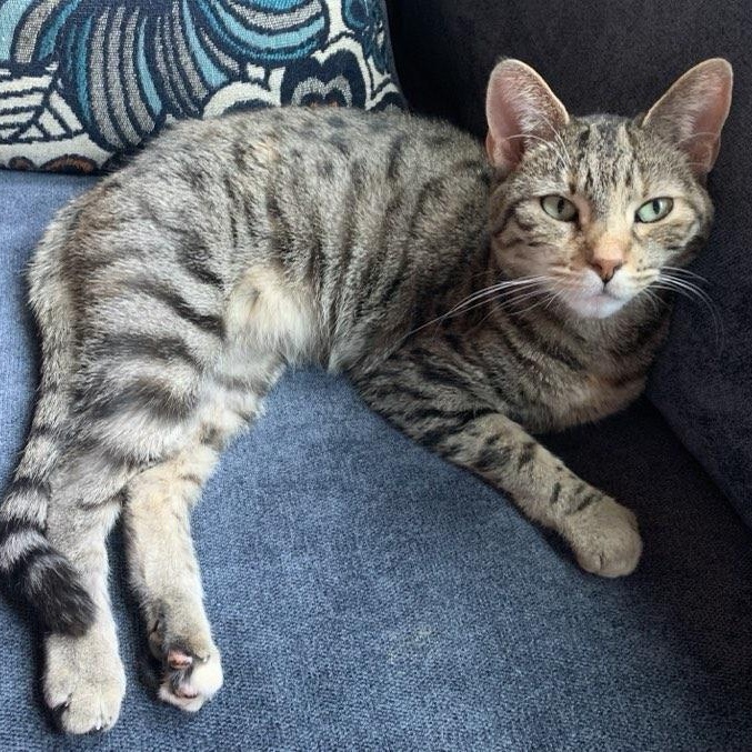 Enlarge Polaris, a Adoptable mixed breed in Greensburg, PA image 1/6