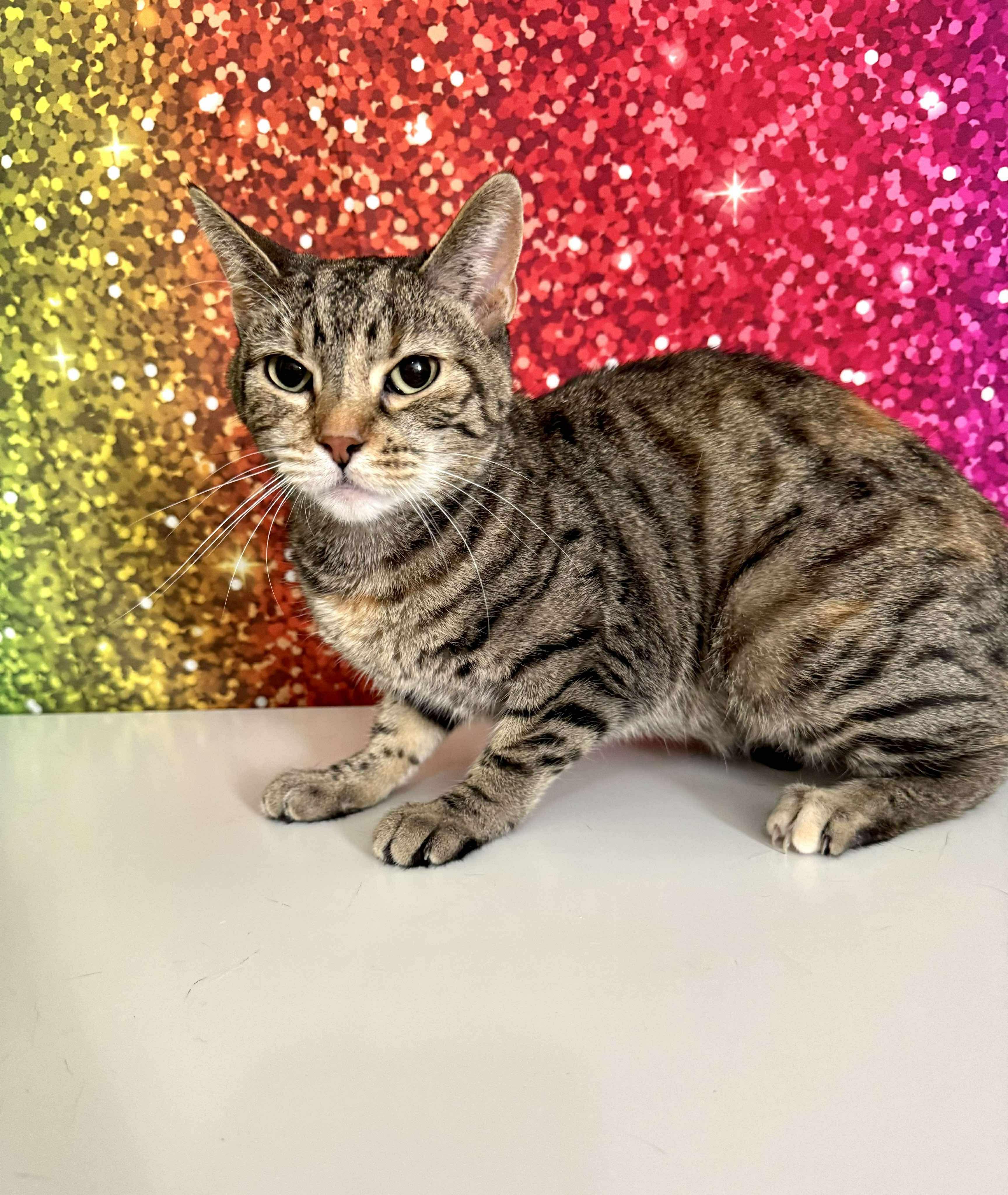 Enlarge Polaris, a Adoptable mixed breed in Greensburg, PA image 3/6