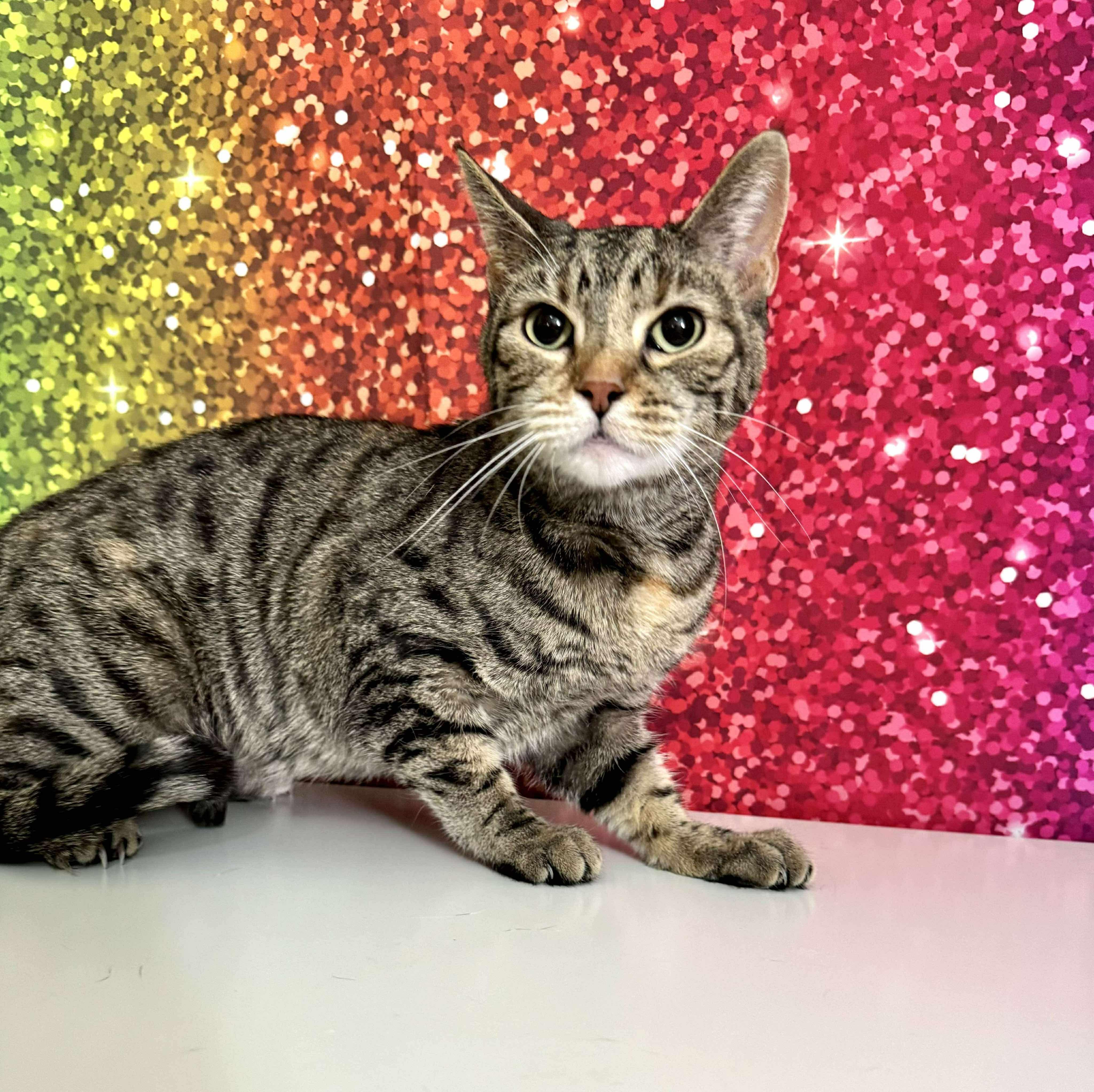 Enlarge Polaris, a Adoptable mixed breed in Greensburg, PA image 2/6