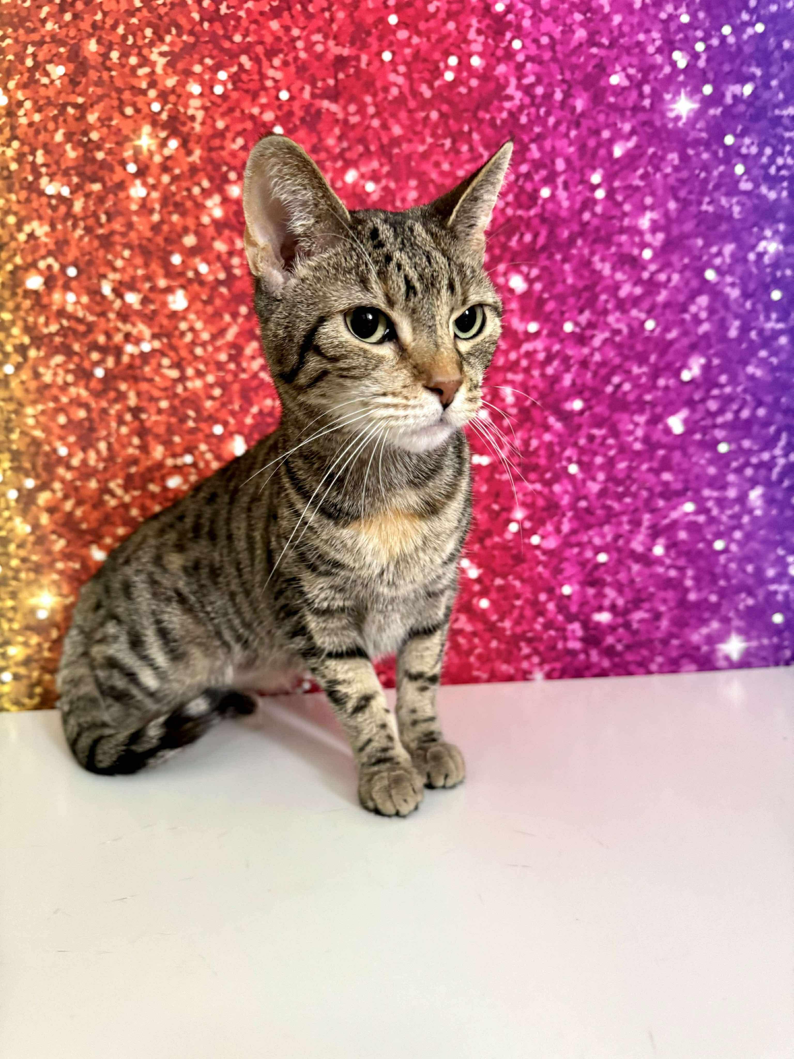 Enlarge Polaris, a Adoptable mixed breed in Greensburg, PA image 4/6