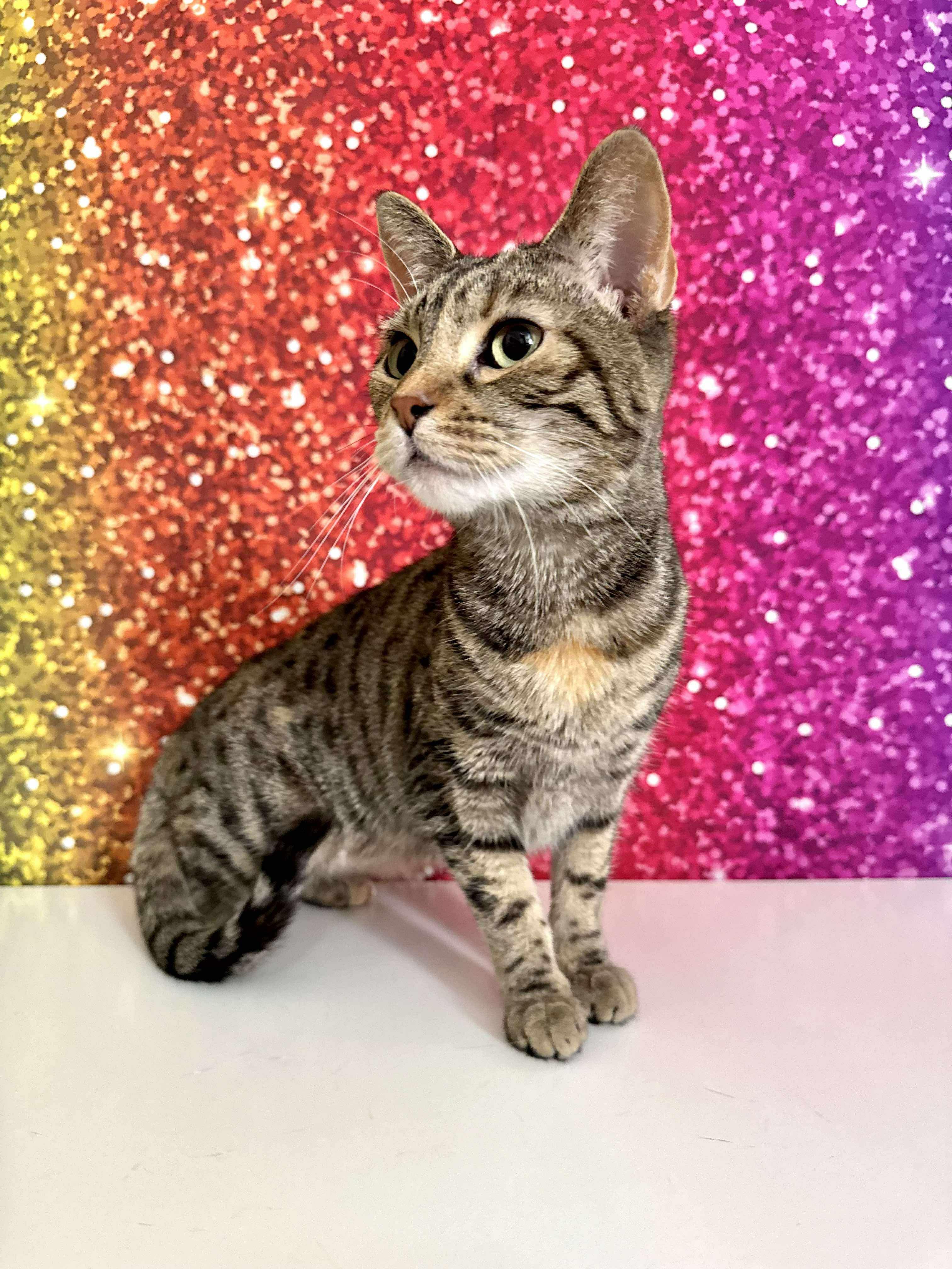 Enlarge Polaris, a Adoptable mixed breed in Greensburg, PA image 5/6