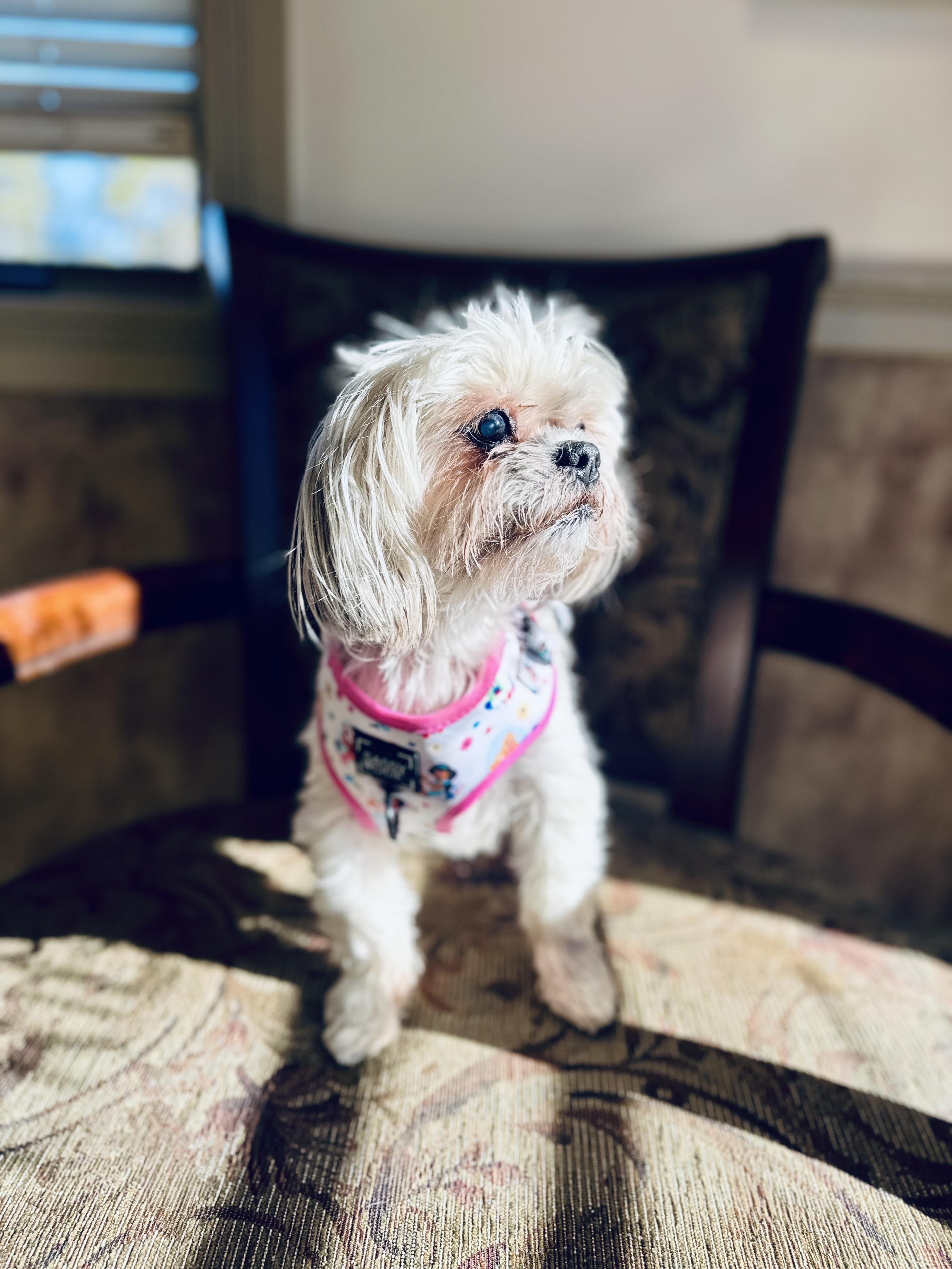 Enlarge Penelope , an adopted Shih Tzu in Medford, NJ image 4/6