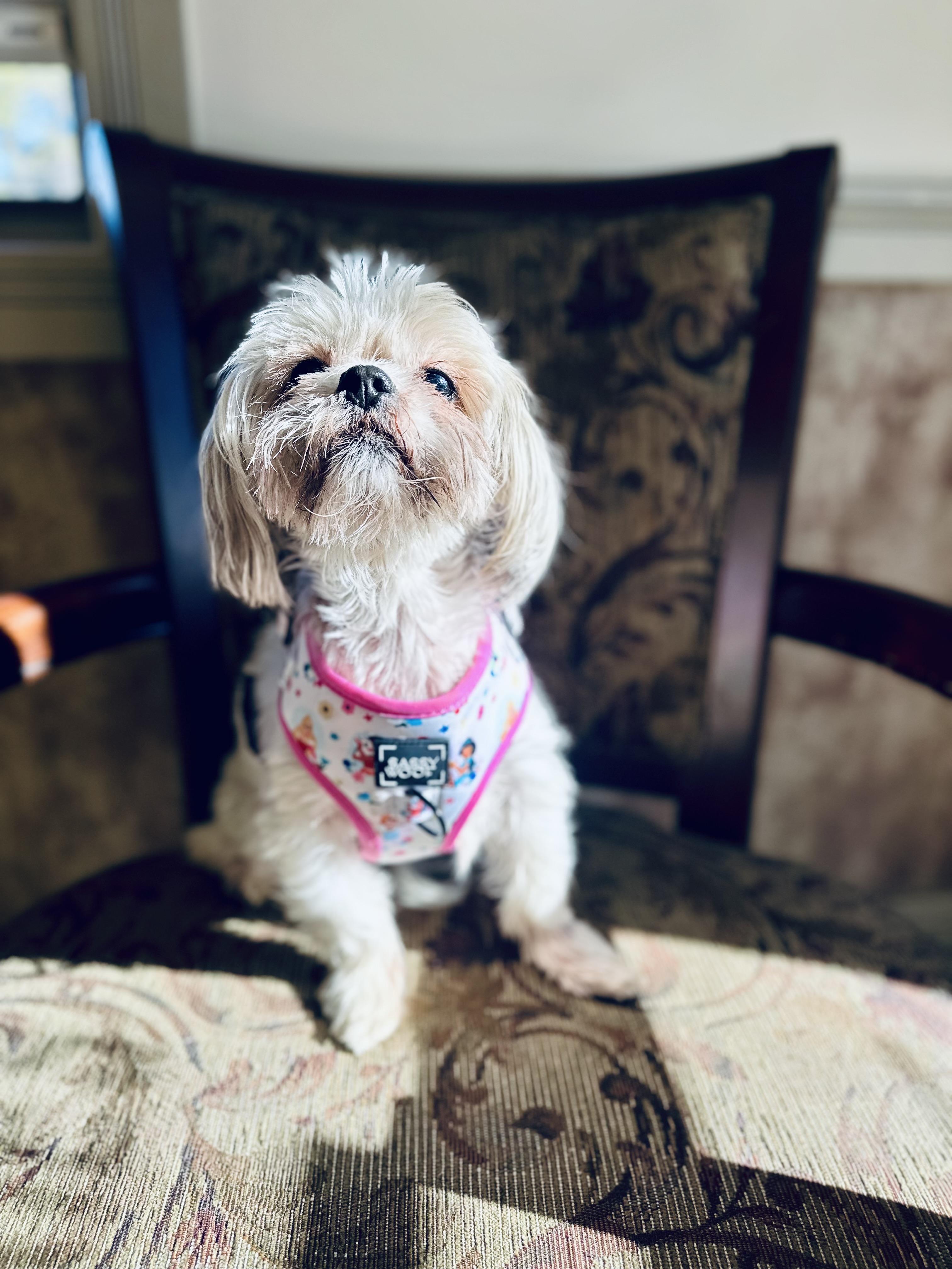 Enlarge Penelope , an adopted Shih Tzu in Medford, NJ image 1/6