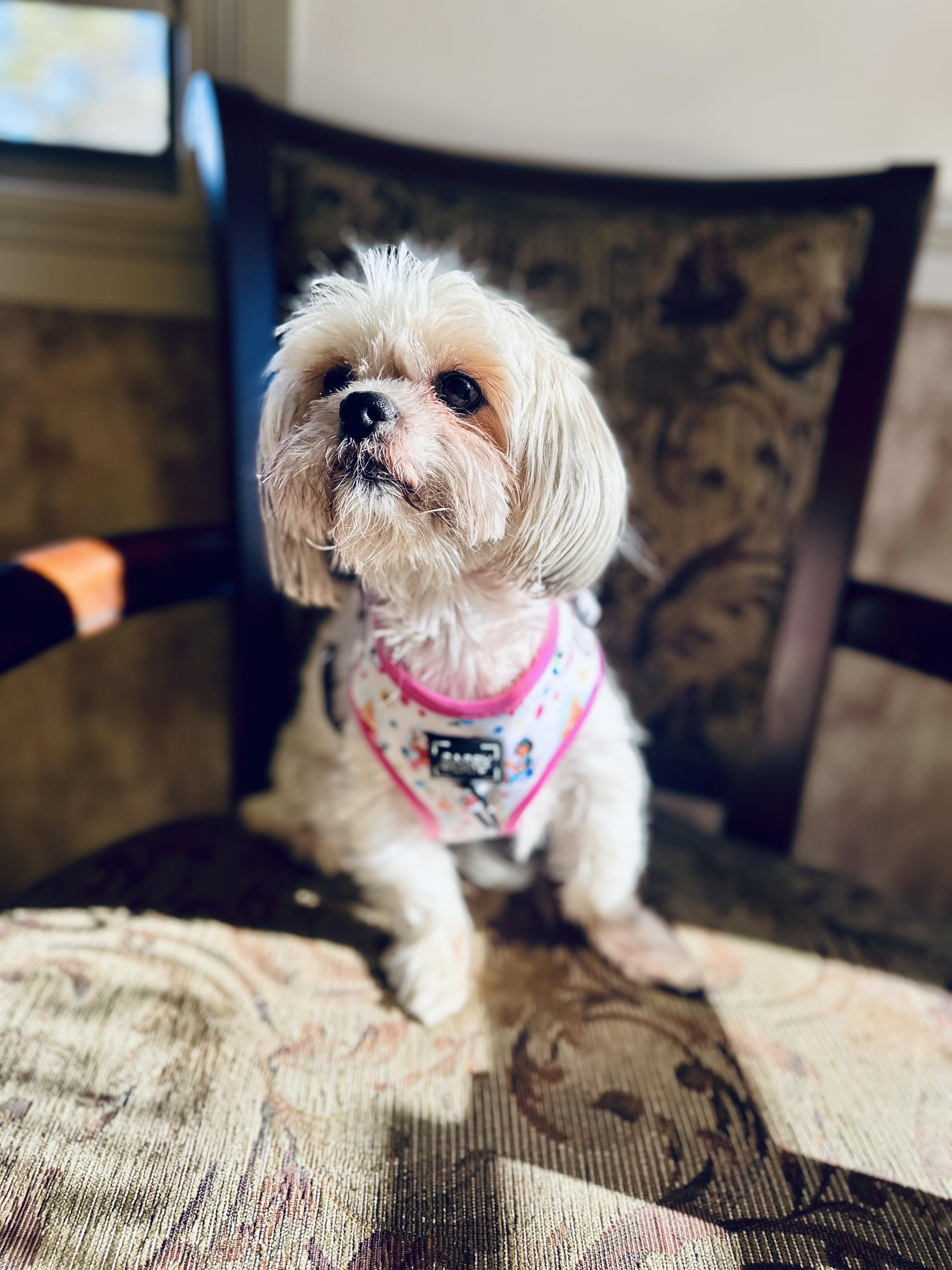 Enlarge Penelope , an adopted Shih Tzu in Medford, NJ image 6/6