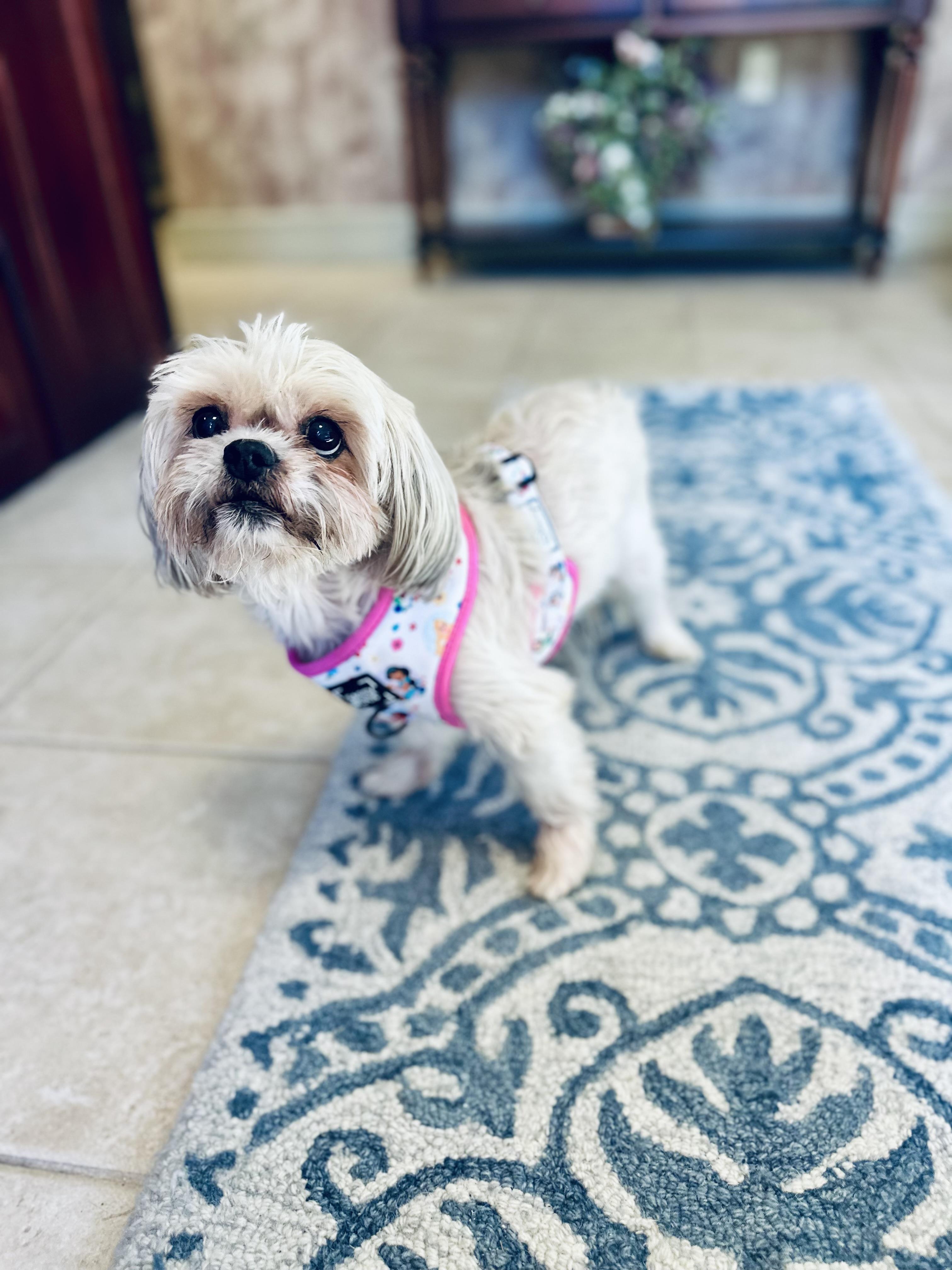 Enlarge Penelope , an adopted Shih Tzu in Medford, NJ image 2/6