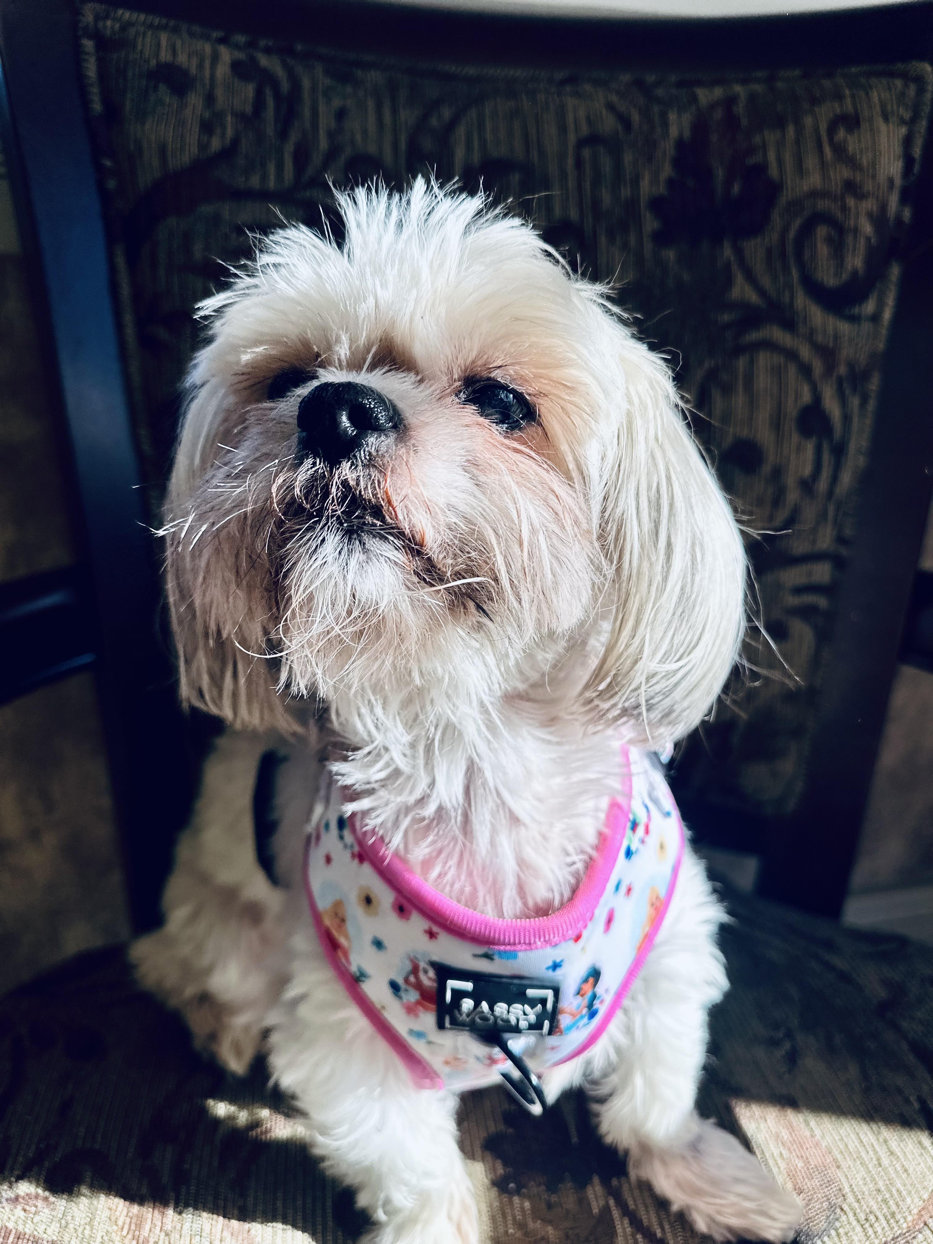 Enlarge Penelope , an adopted Shih Tzu in Medford, NJ image 3/6