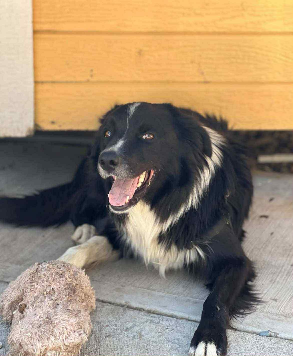 Ozzy, an adoptable Border Collie in Bend, OR, 97702 | Photo Image 1