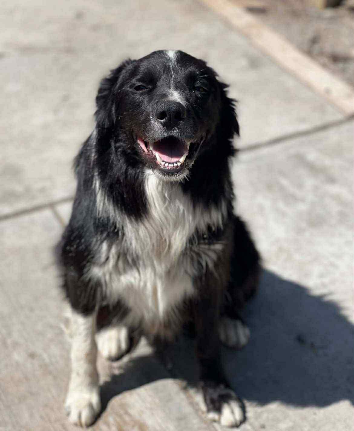 Ozzy, an adoptable Border Collie in Bend, OR, 97702 | Photo Image 2