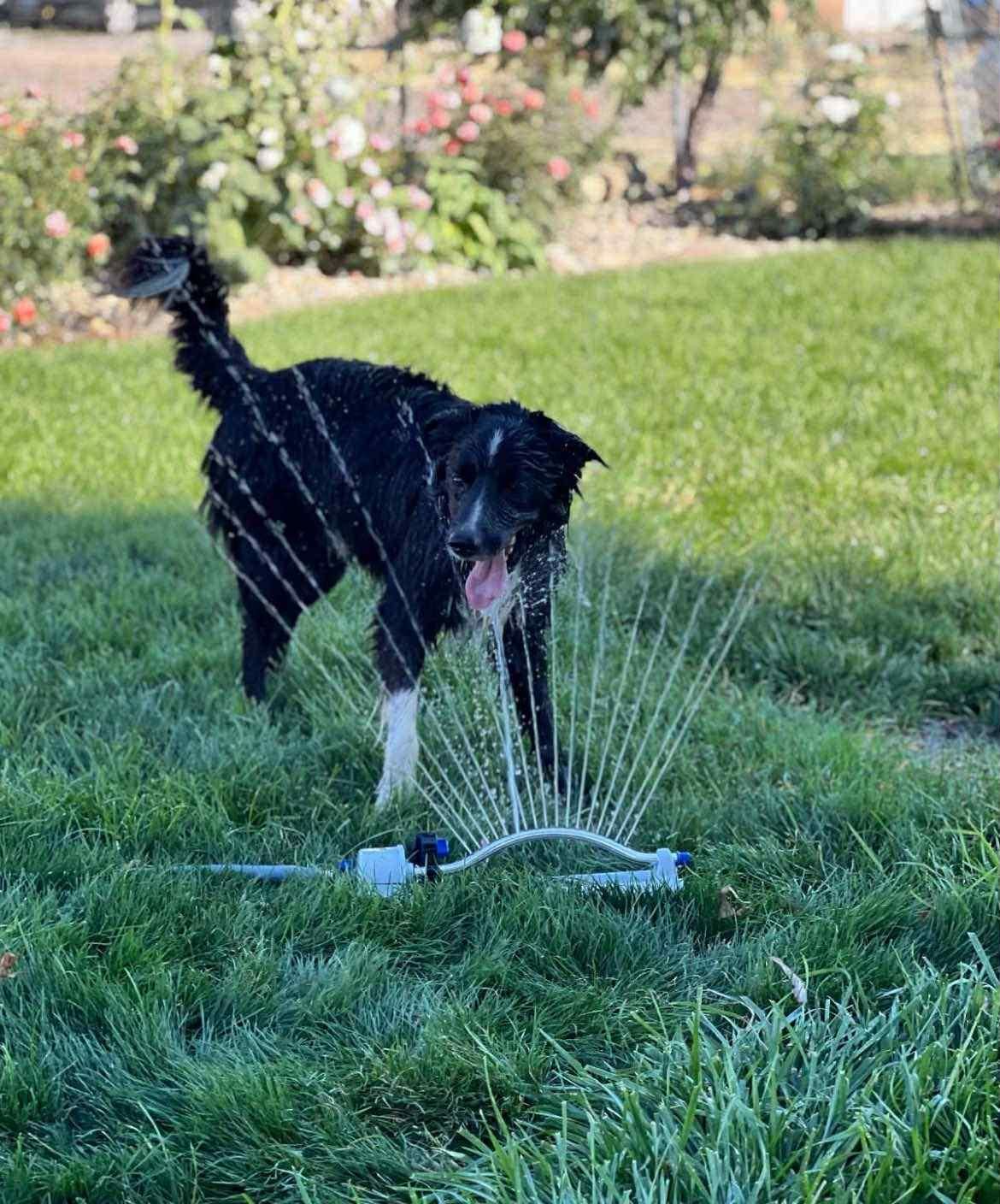 Ozzy, an adoptable Border Collie in Bend, OR, 97702 | Photo Image 3