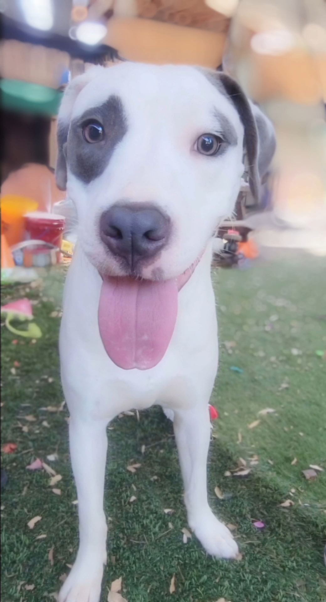 Chip, adopted, Adult Male Cattle Dog & Pit Bull Terrier.