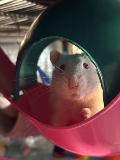 Chaos Broker, a Adoptable Rat in Richmond, VA image 2/2