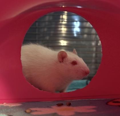 Chaos Broker, a Adoptable Rat in Richmond, VA image 1/2