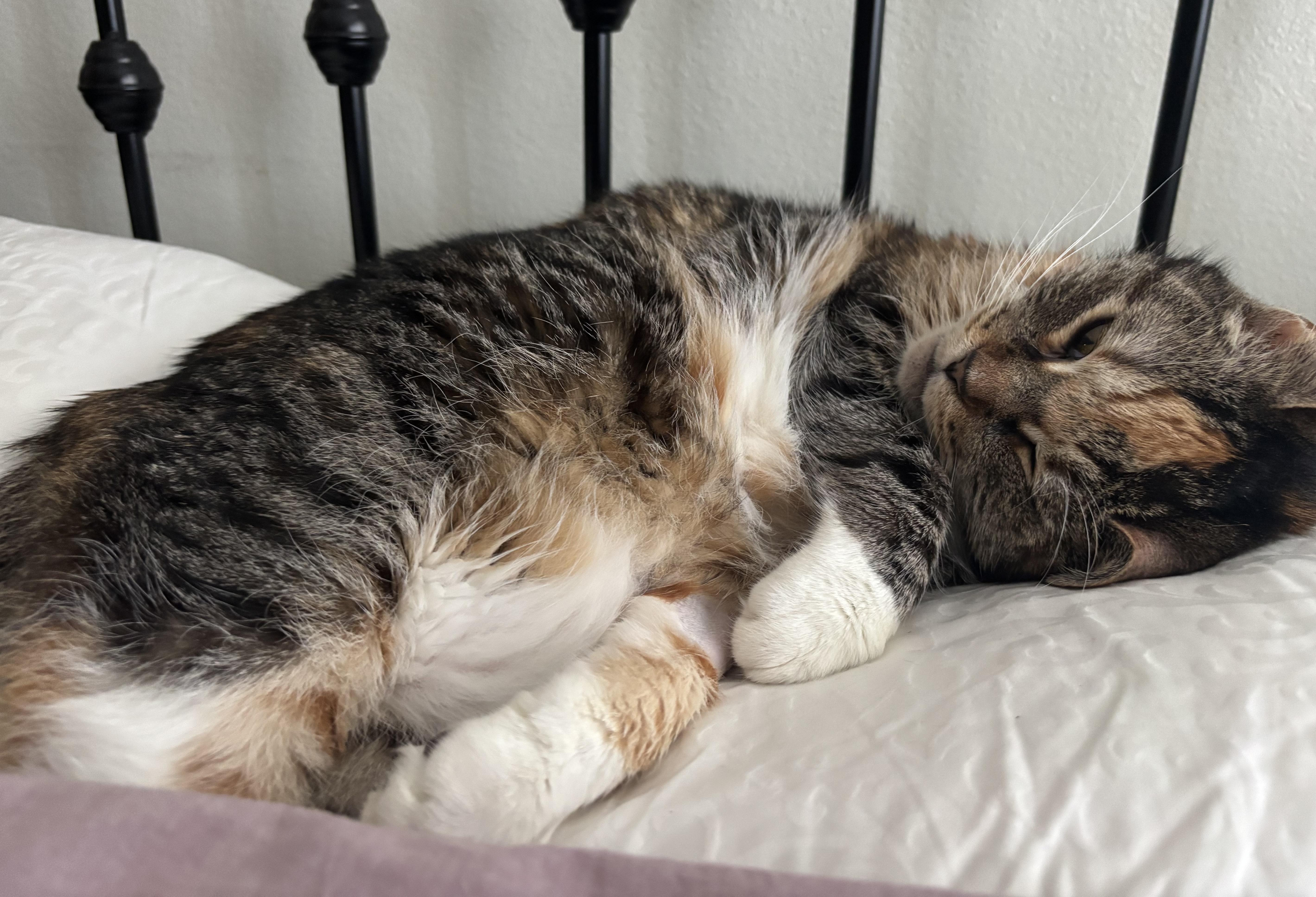 Coqueta Domestic Short Hair Cat