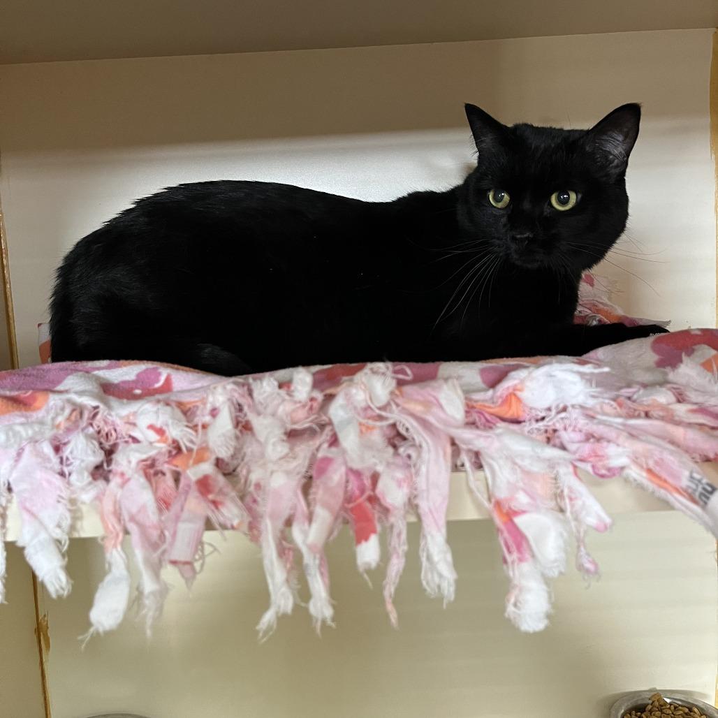 Enlarge Angel, a Adoptable Domestic Short Hair in Idaho Falls, ID image 1/1